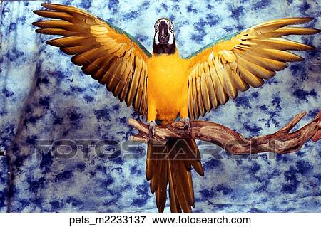 Stock Photo -  a yellow and blue parrot bird sitting on a branch against a dappled blue backdrop. . Fotosearch
