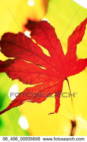 Autumn leafClose up of red autumn leaf against yellow background View Large Photo Image Stock Photograph - Autumn leafClose up of red autumn leaf against yellow background . Fotosearch