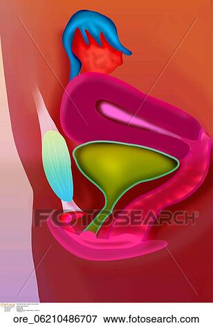 Female genital organs View Large Photo Image Stock Photo - Female genital organs. Fotosearch
