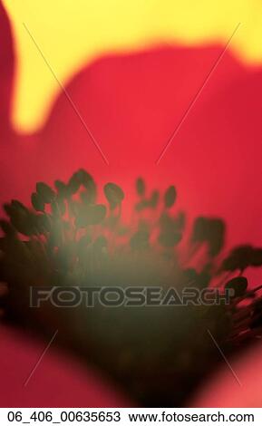 FlowerClose up of red anomone View Large Photo Image Stock Image - FlowerClose up of red anomone . Fotosearch
