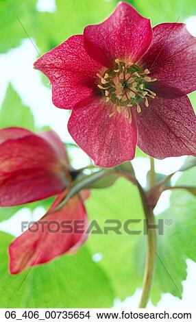 FlowerClose up of red hellebore View Large Photo Image Picture - FlowerClose up of red hellebore . Fotosearch