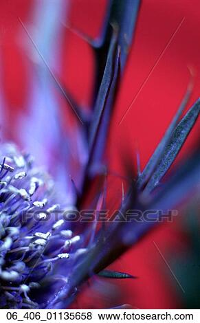 Stock Photo -  FlowerClose up of sea holly on red background . Fotosearch