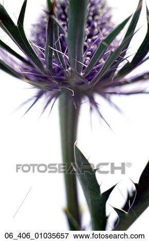 FlowerClose up of sea holly on white background View Large Photo Image Stock Photo - FlowerClose up of sea holly on white background . Fotosearch