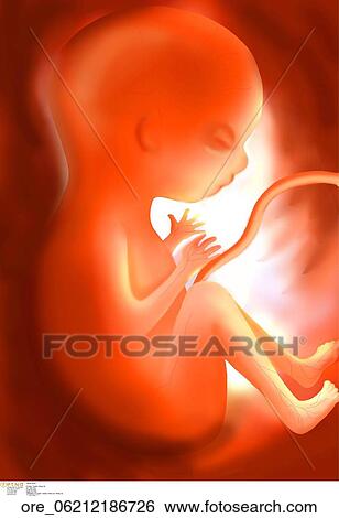 Stock Photograph - Foetus. Fotosearch