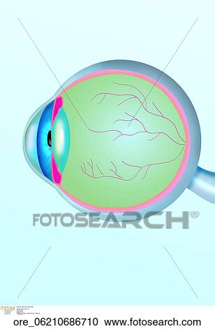 Human eye View Large Photo Image Stock Image - Human eye. Fotosearch