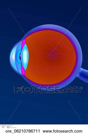Stock Image - Human eye. Fotosearch