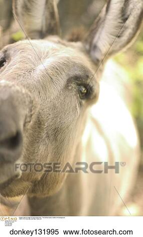 Stock Photography -  Outdoor close up image of a grey donkey face. The donkey's body is visible in the background.. Fotosearch