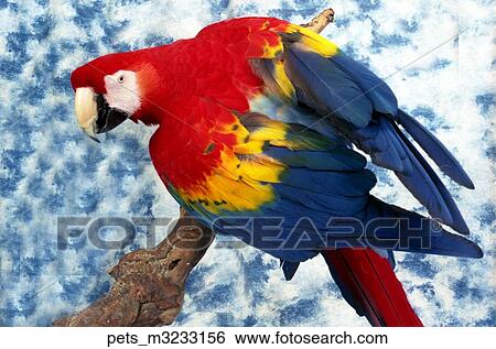 Stock Photograph - parakeet. Fotosearch