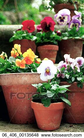 PlantsPansies in terracotta pots in a garden View Large Photo Image Stock Photo - PlantsPansies in terracotta pots in a garden . Fotosearch