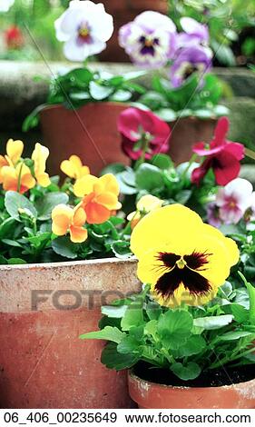 Stock Photo -  PlantsPansies in terracotta pots in a garden . Fotosearch