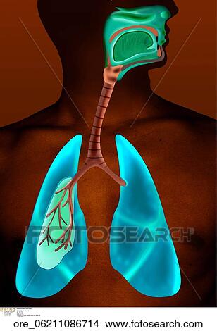 Picture - Respiratory system. Fotosearch