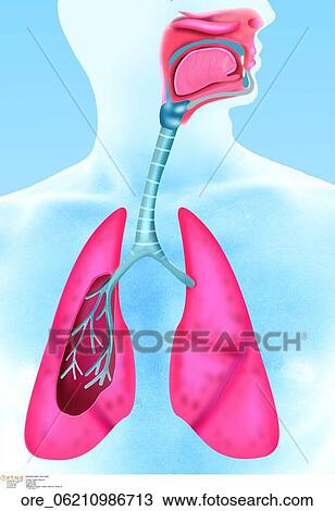 Respiratory system View Large Photo Image Stock Image - Respiratory system. Fotosearch