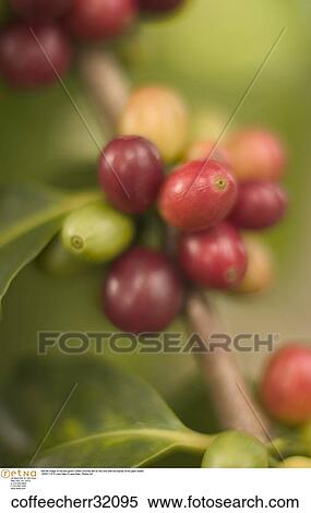 Still life image of red and green coffee cherries still on the vine with the leaves of the plant visible. View Large Photo Image Stock Photography - Still life image of red and green coffee cherries still on the vine with the leaves of the plant visible.. Fotosearch