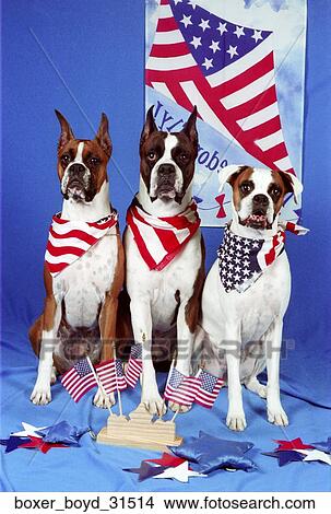Three Boxer dogs sitting on a blue backdrop. They are wearing american flag bandanas. Flags and stars decorate thier surrounding View Large Photo Image Picture - Three Boxer dogs sitting on a blue backdrop. They are wearing american flag bandanas. Flags and stars decorate thier surrounding. Fotosearch