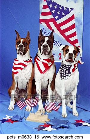 Three Boxer dogs sitting on a blue backdrop. They are wearing american flag bandanas. Flags and stars decorate thier surrounding View Large Photo Image Stock Photography - Three Boxer dogs sitting on a blue backdrop. They are wearing american flag bandanas. Flags and stars decorate thier surrounding. Fotosearch