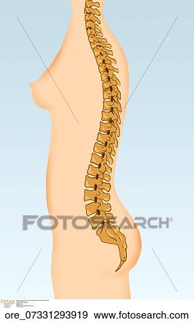 Vertebral column body back bone Osteoporosis coccyx lombar vertebra sacrum View Large Photo Image Stock Photo - Vertebral column body back bone Osteoporosis coccyx lombar vertebra sacrum. Fotosearch