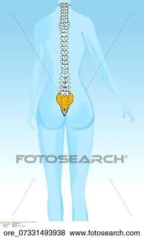 Vertebral column body back bone Osteoporosis coccyx lombar vertebra sacrum View Large Photo Image Stock Photo - Vertebral column body back bone Osteoporosis coccyx lombar vertebra sacrum . Fotosearch