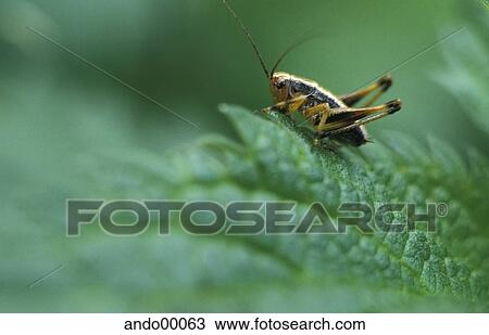 昆虫 バッタ 葉 緑 足 Palp 小さい ストックイメージ Ando Fotosearch