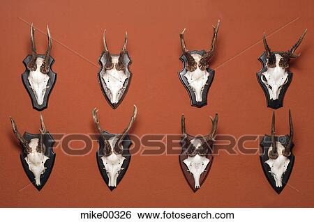 antler, hunter, poaching, roebucks, roebuck, collection, antlers View Large Photo Image Stock Photograph - antler, hunter, poaching, roebucks, roebuck, collection, antlers. Fotosearch