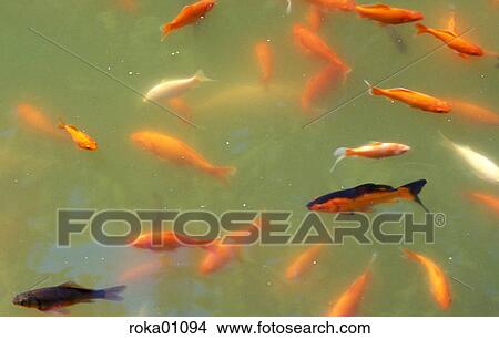 aquatic, goldfish, waters, water, garden pond, pond, animals View Large Photo Image Picture - aquatic, goldfish, waters, water, garden pond, pond, animals. Fotosearch