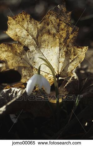 assurance, snowdrop, hope, spring awakening, spring, restart, abject View Large Photo Image Stock Photography - assurance, snowdrop, hope, spring awakening, spring, restart, abject. Fotosearch