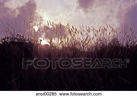 Stock Photography - atmospheric picture, Farmland, land, grass, back light, sun, agrarian country. Fotosearch