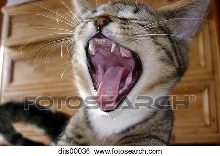 Stock Photograph - baby, cat, pelt, tired, young, bold, feral. Fotosearch
