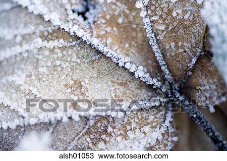 Backgrounds, botanical, Botany, brown, CLOSE UP, close ups View Large Photo Image Stock Image - Backgrounds, botanical, Botany, brown, CLOSE UP, close ups. Fotosearch