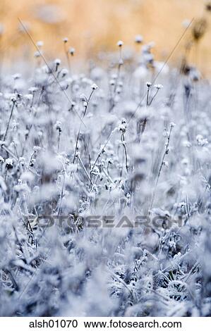 Backgrounds, botanical, Botany, cold, Coldness, flora, Flower View Large Photo Image Stock Image - Backgrounds, botanical, Botany, cold, Coldness, flora, Flower. Fotosearch