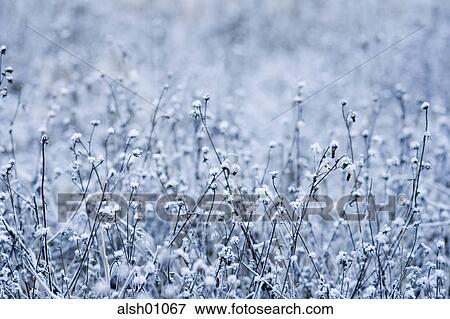 Backgrounds, botanical, Botany, cold, Coldness, flora, Flower View Large Photo Image Stock Photo - Backgrounds, botanical, Botany, cold, Coldness, flora, Flower. Fotosearch