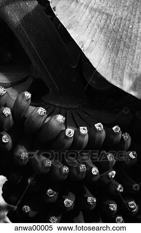 Stock Photography - banana tree, detail, bananas, leaf, black and white, macro, cutting. Fotosearch