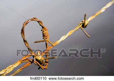 barbed-wire, barbwire, rusty, imprisonment, imprisoned, prison, jail View Large Photo Image Stock Image - barbed-wire, barbwire, rusty, imprisonment, imprisoned, prison, jail. Fotosearch