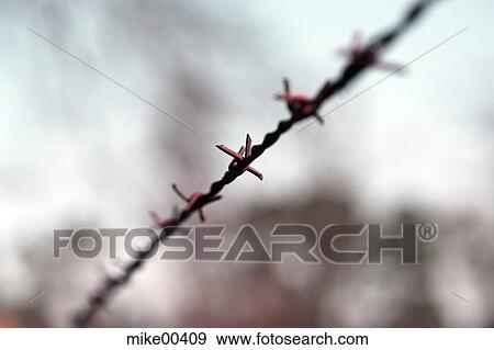 barbed-wire, barbwire, wire, fence, force, hard, thorns View Large Photo Image Stock Photo - barbed-wire, barbwire, wire, fence, force, hard, thorns. Fotosearch