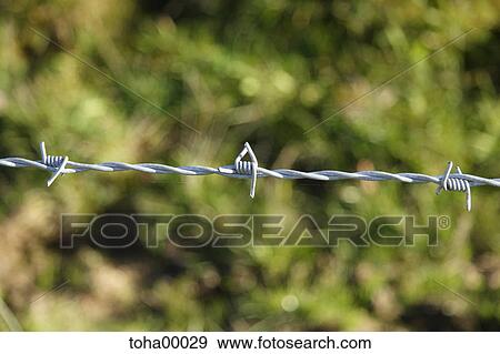 Stock Photo - barbed-wire, barbwire, wire, iron, spiky, danger, hazard. Fotosearch
