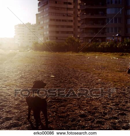 Stock Photograph - beach, warm light, dog, sand, sunset, multicolored, colorful. Fotosearch