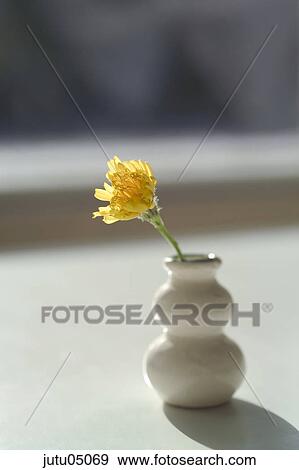 Stock Photo - beautiful, beauty, blooming, blooms, blossom, botanical, botany. Fotosearch