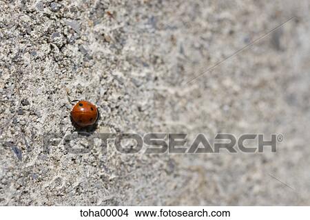 Beetle, chafer, spotted, process, concrete, redly, red View Large Photo Image Picture - Beetle, chafer, spotted, process, concrete, redly, red. Fotosearch