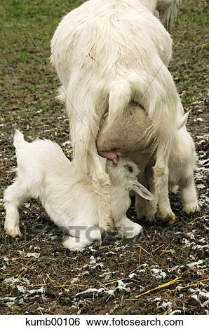behavior, pet, pets, nature, farm animal, animal, animals View Large Photo Image Stock Photograph - behavior, pet, pets, nature, farm animal, animal, animals. Fotosearch