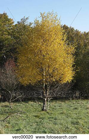 birch, grass, tree, autumn, yellow, leaves, blades View Large Photo Image Stock Image - birch, grass, tree, autumn, yellow, leaves, blades. Fotosearch