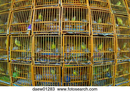 bird, birdcage, yellow, imprisonment, close-up, China, Asia View Large Photo Image Stock Image - bird, birdcage, yellow, imprisonment, close-up, China, Asia. Fotosearch