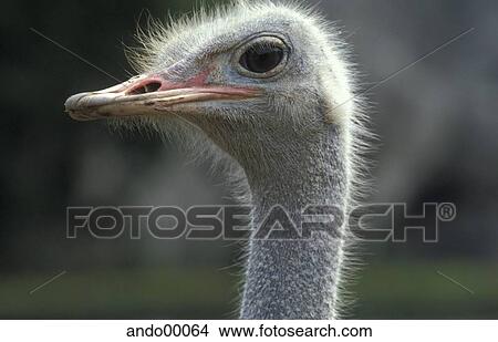 bird, ratite, bouquet, zoo, neck, bill, beak View Large Photo Image Picture - bird, ratite, bouquet, zoo, neck, bill, beak. Fotosearch