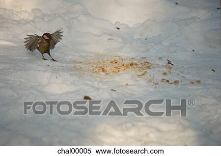 bird, snow, coldly, animals, find View Large Photo Image Stock Photography - bird, snow, coldly, animals, find. Fotosearch