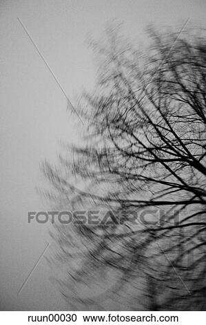 Stock Image - black and white, tree, blurred, turn, large, big, great. Fotosearch