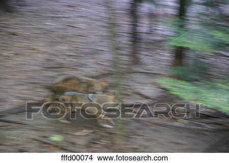 Picture - blades, brown, leaves, forest, green, blurred, aggression. Fotosearch