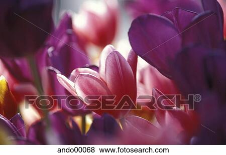 bloom, blossom, flower, hot pink, shocking pink, garden, nature View Large Photo Image Stock Photo - bloom, blossom, flower, hot pink, shocking pink, garden, nature. Fotosearch