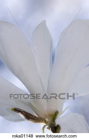 Stock Photo - bloom, flower, spring, hope, magnolia, nature, plant. Fotosearch