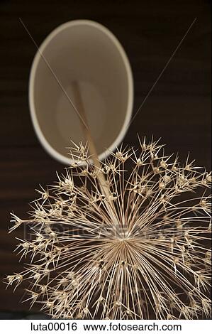 blossom, detail, bloom, plant, nature, dry, allium View Large Photo Image Stock Photograph - blossom, detail, bloom, plant, nature, dry, allium. Fotosearch