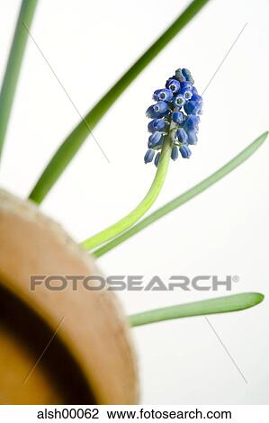 blue, detail, details, flora, clipping path, spring awakening, blooming View Large Photo Image Stock Image - blue, detail, details, flora, clipping path, spring awakening, blooming. Fotosearch