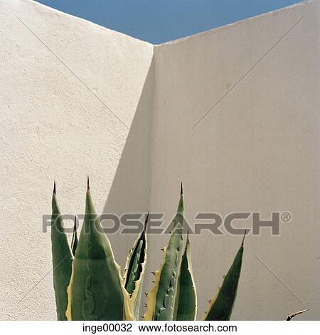 Stock Image - blue sky, cactus, flora, wall, warmth, heat, the south. Fotosearch