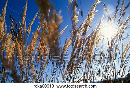blue sky, grass, wind, Sun, landscape, scenery, nature View Large Photo Image Stock Image - blue sky, grass, wind, Sun, landscape, scenery, nature. Fotosearch